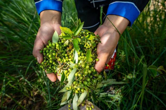 北山野“小辛香”如何迈向“大市场”pg电