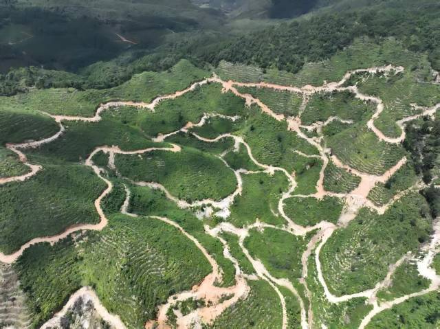 北山野“小辛香”如何迈向“大市场”pg电子试玩一颗山苍子的新生:粤(图3) 北山野“小辛香”如何迈向“大市场”pg电子试玩一颗山苍子的新生:粤(图3)