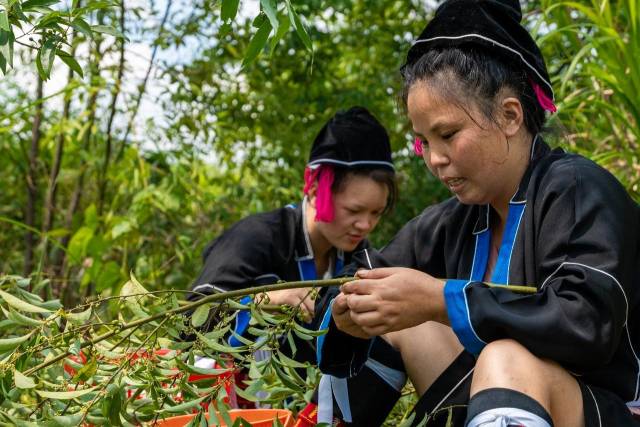 北山野“小辛香”如何迈向“大市场”pg电子试玩一颗山苍子的新生:粤(图4) 北山野“小辛香”如何迈向“大市场”pg电子试玩一颗山苍子的新生:粤(图4)